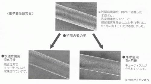 残留塩素の髪の毛への影響 (2).jpg