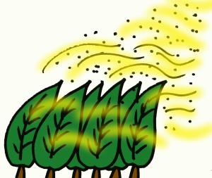 花粉飛散.jpg
